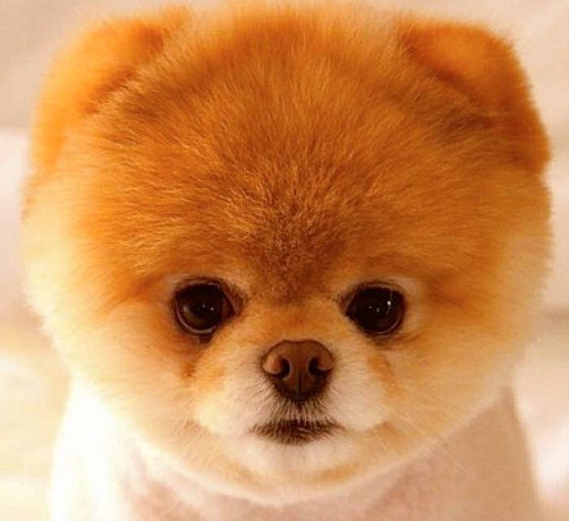 Pomeranian