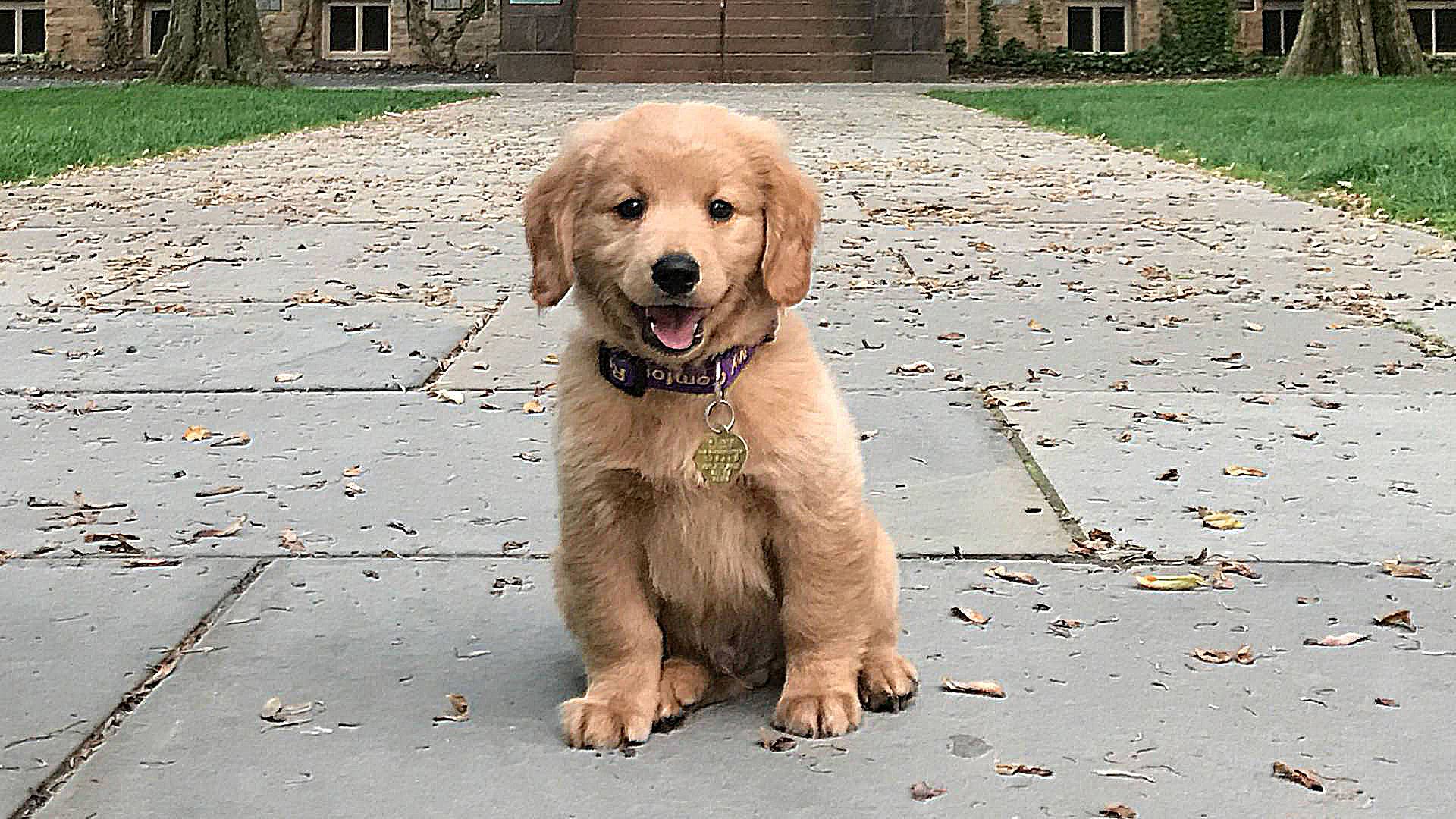 Sharpened Dog