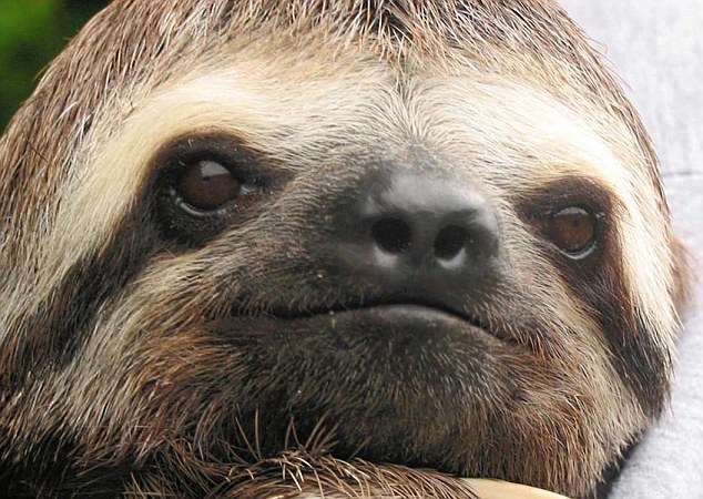 Sloth